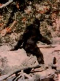 picture of a supposed Bigfoot creature